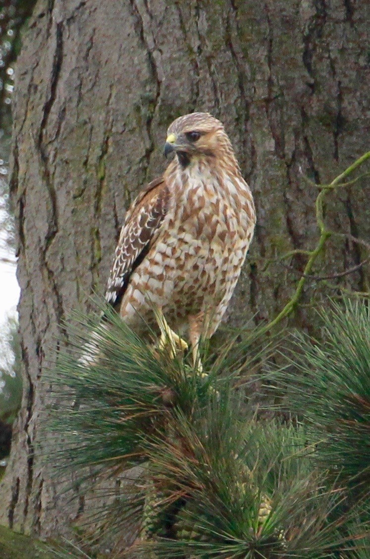 Red-shouldered Hawk - ML487449971