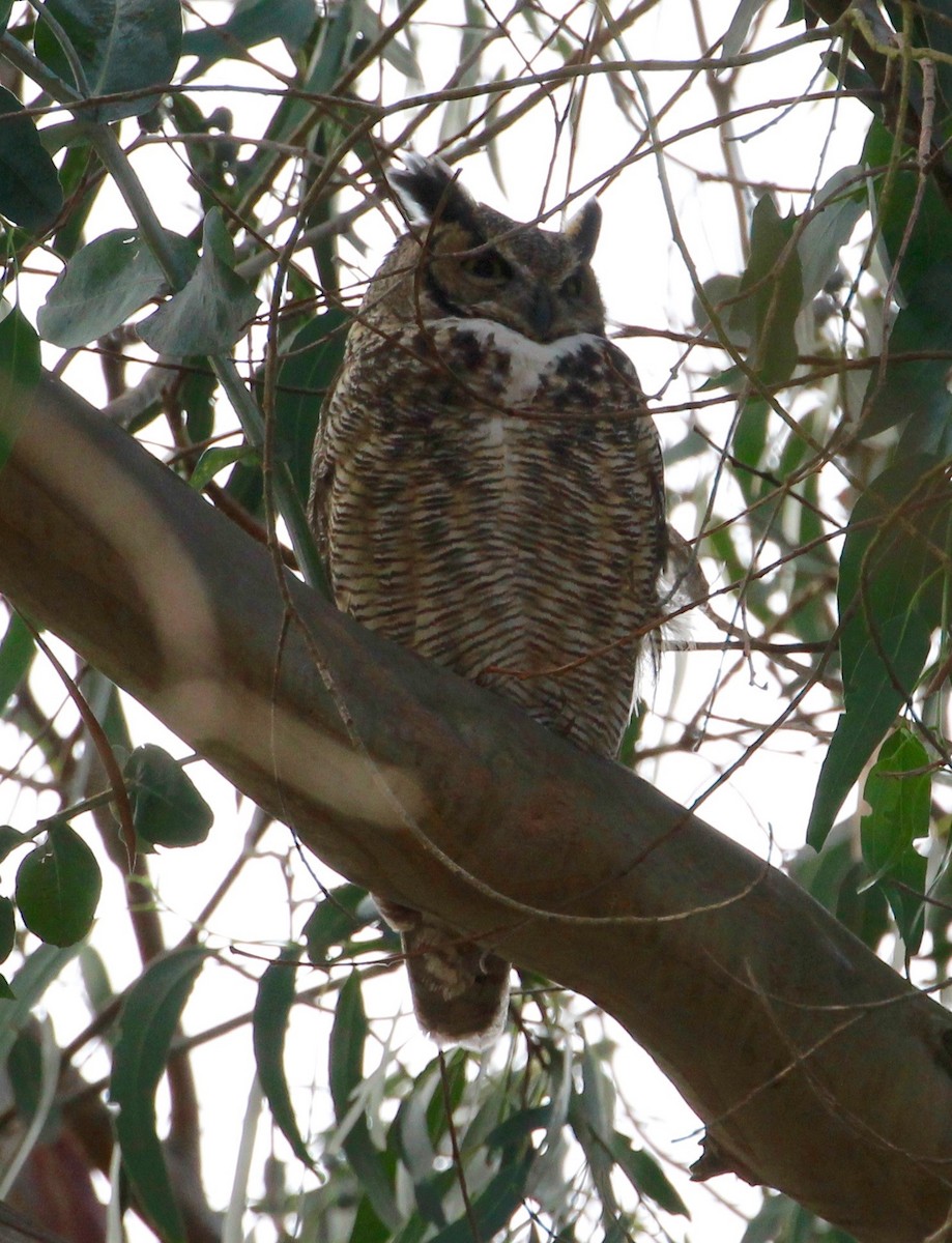 Great Horned Owl - ML487450031