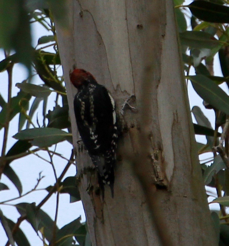 Red-breasted Sapsucker - ML487450101