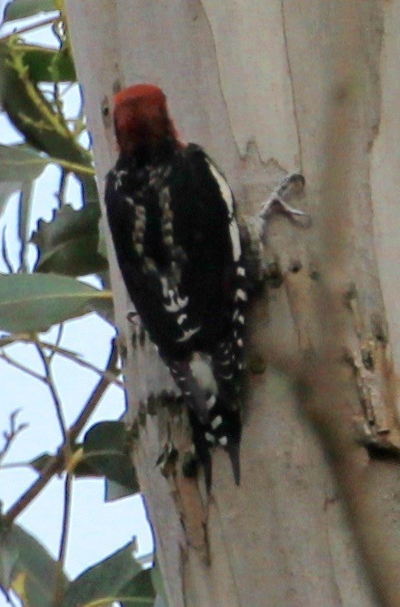 Red-breasted Sapsucker - ML487450111