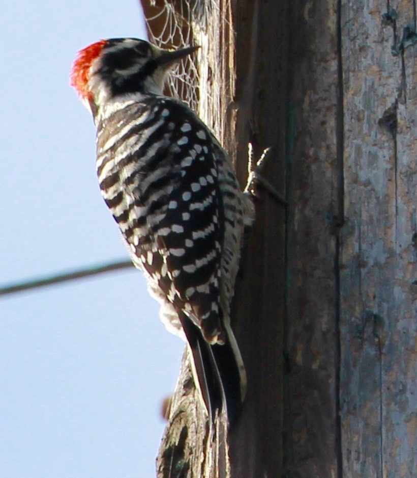 Nuttall's Woodpecker - ML487450191