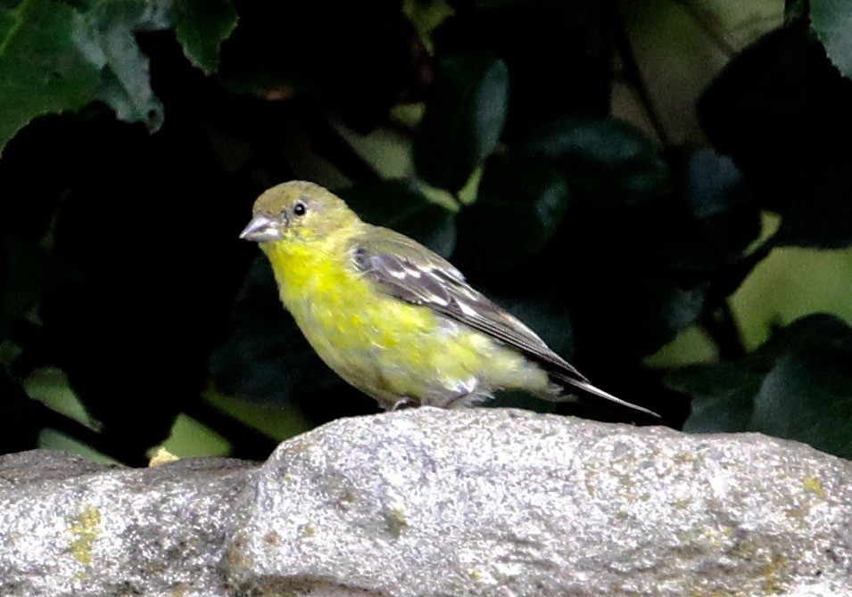 Lesser Goldfinch - ML487450521