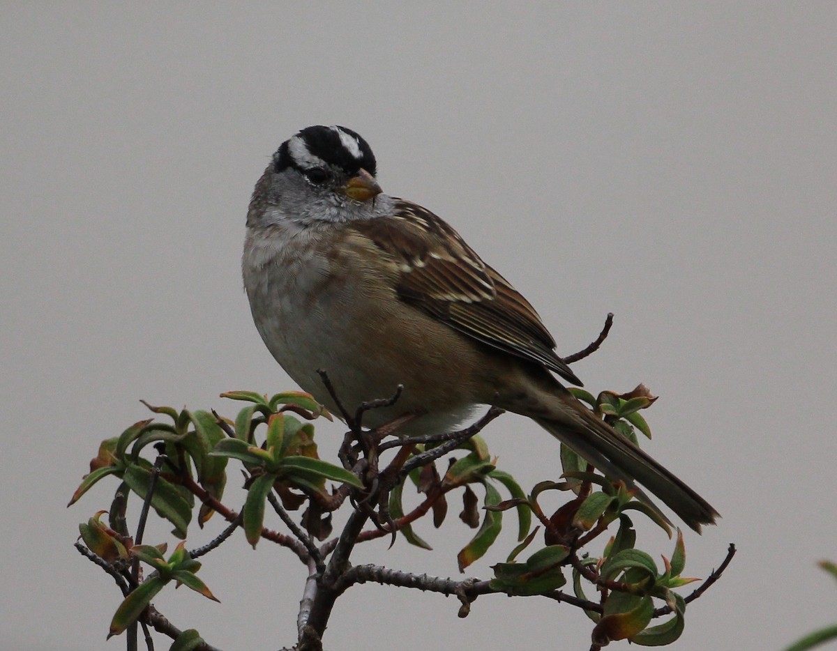 White-crowned Sparrow - CAROLYN ESPEY