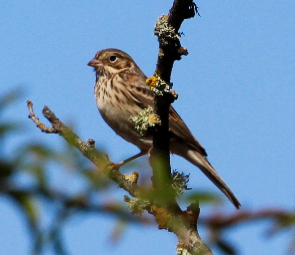 Vesper Sparrow - ML487450921