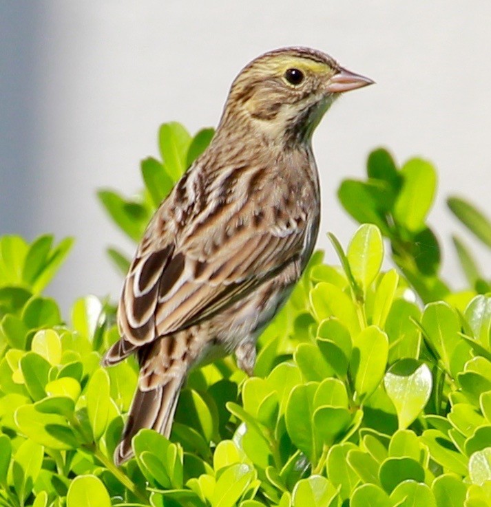 Savannah Sparrow - ML487450961