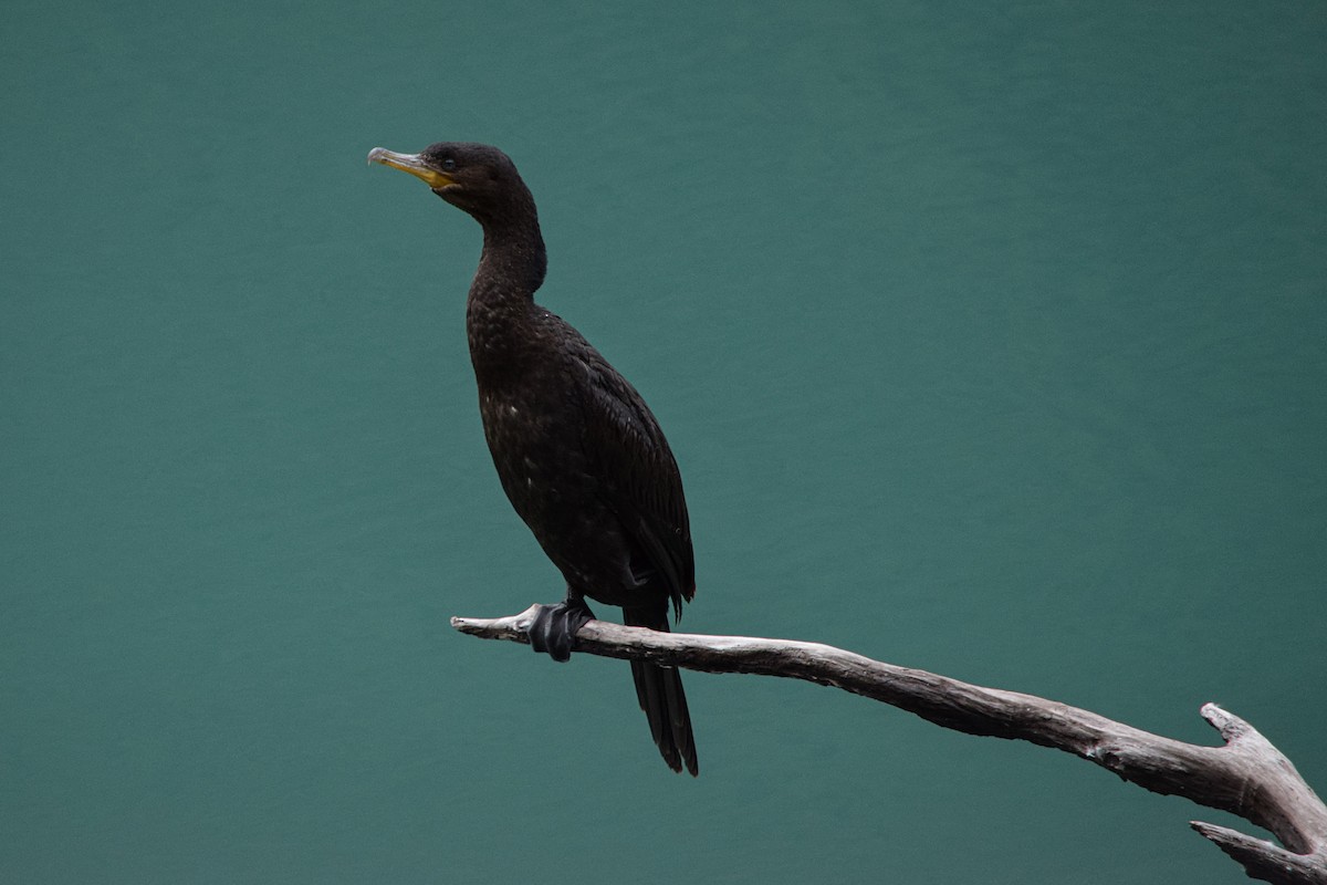 Neotropic Cormorant - Freddy Sepúlveda