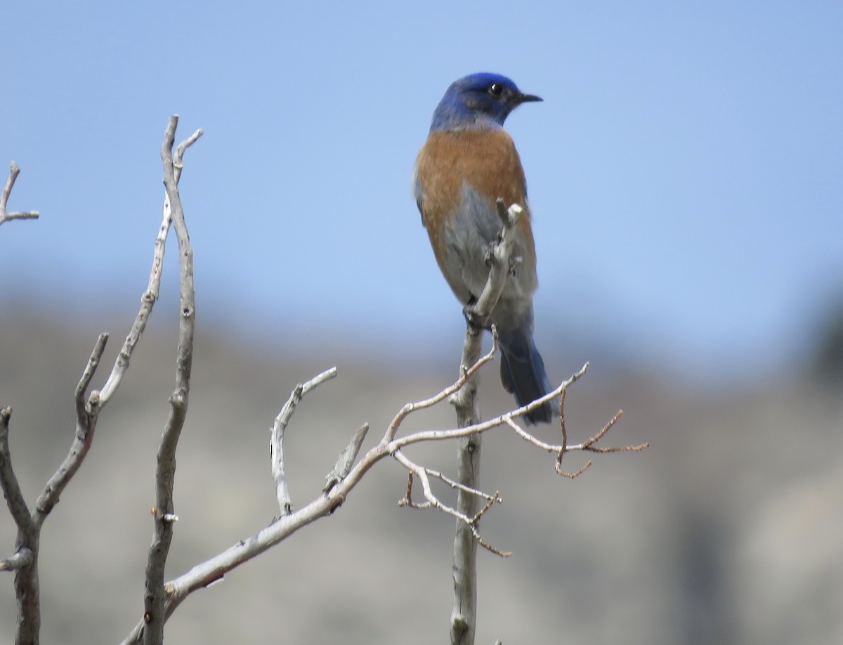 Western Bluebird - Leona Lauster