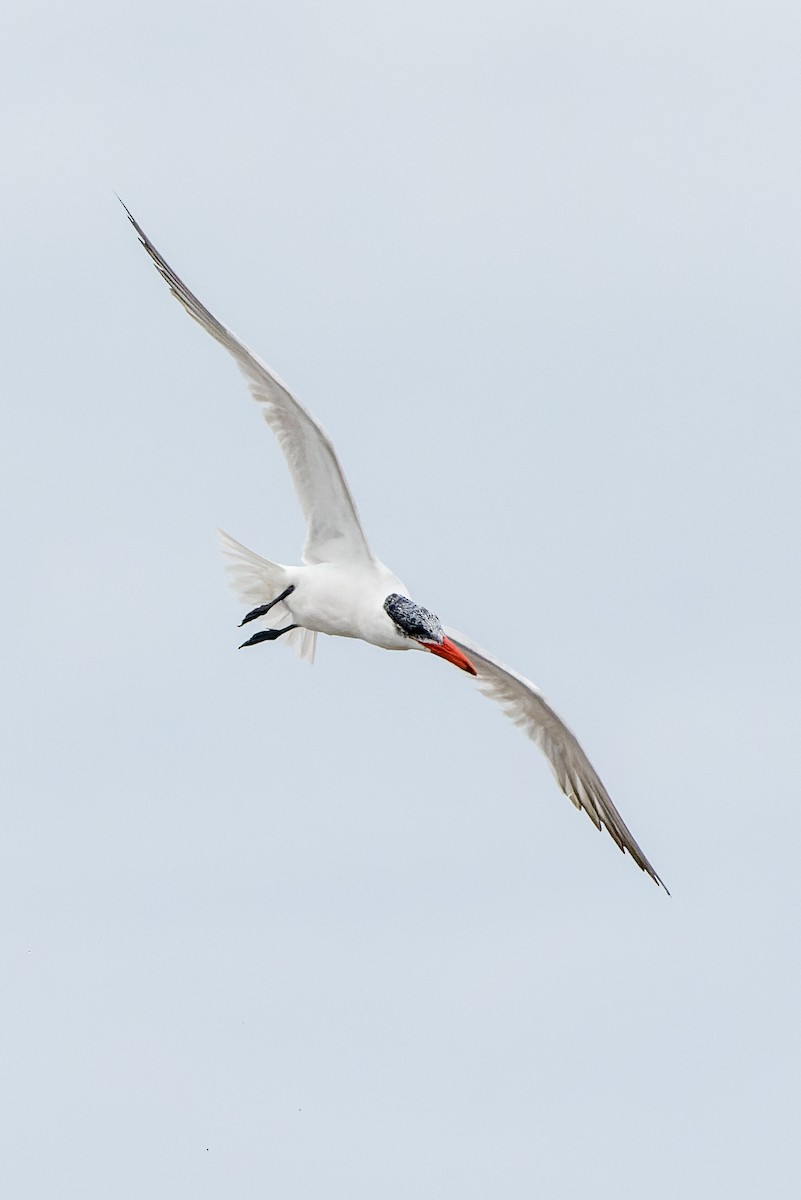 Caspian Tern - Kyle Shay