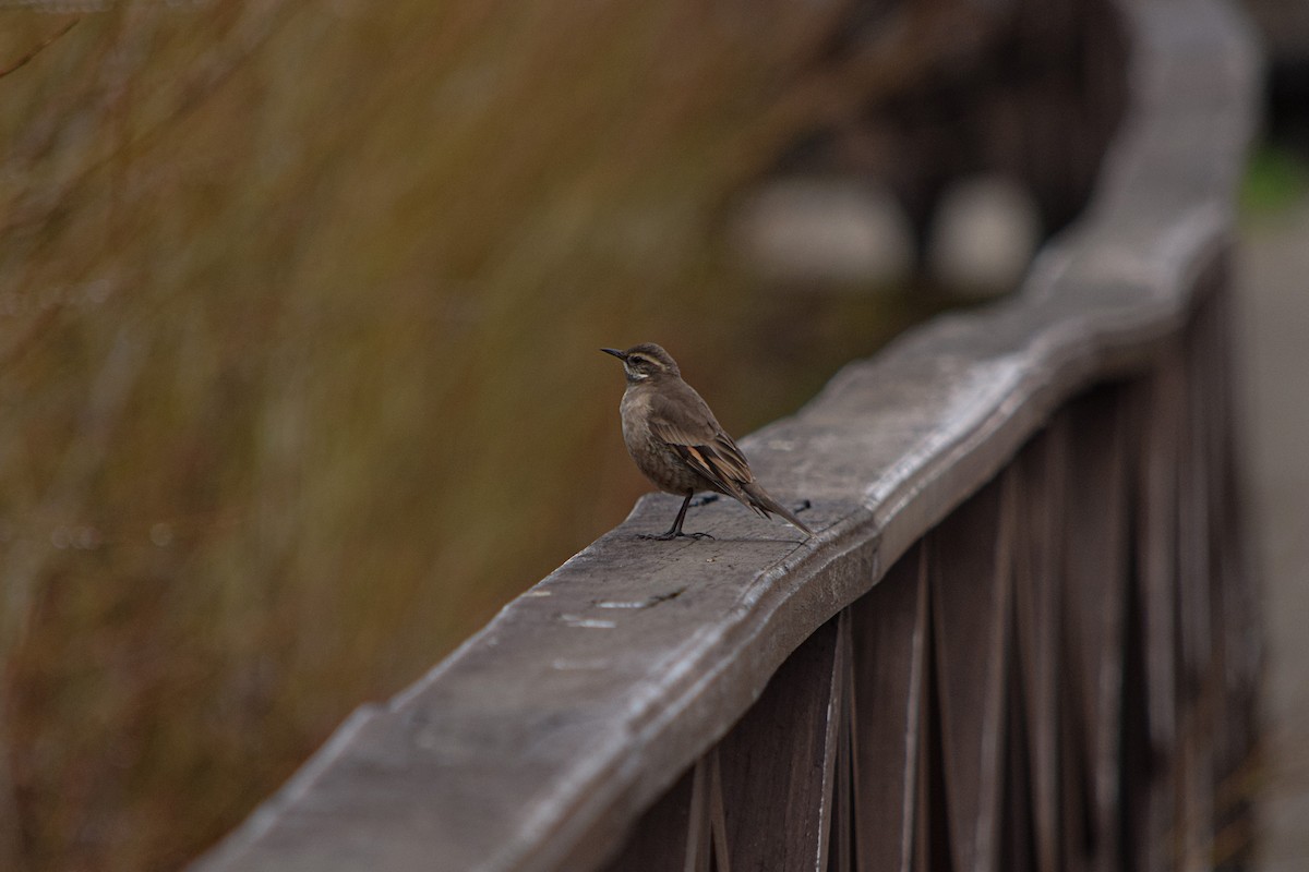 Buff-winged Cinclodes - ML487452991