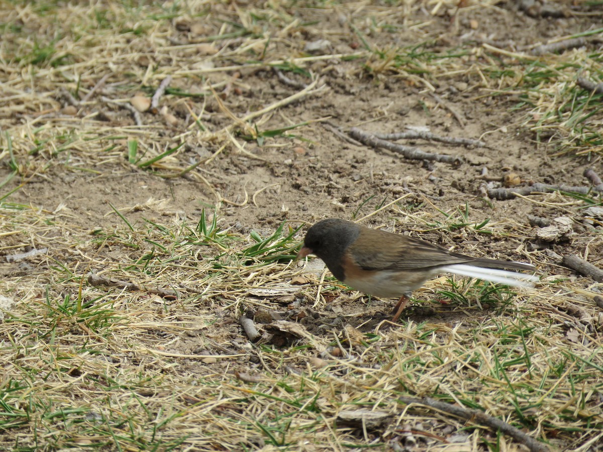 Dark-eyed Junco - ML487453211