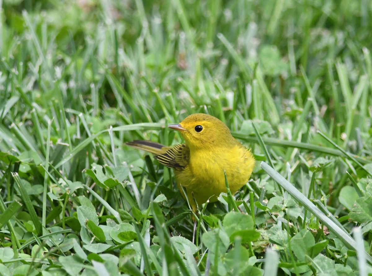 Wilson's Warbler - ML487453261