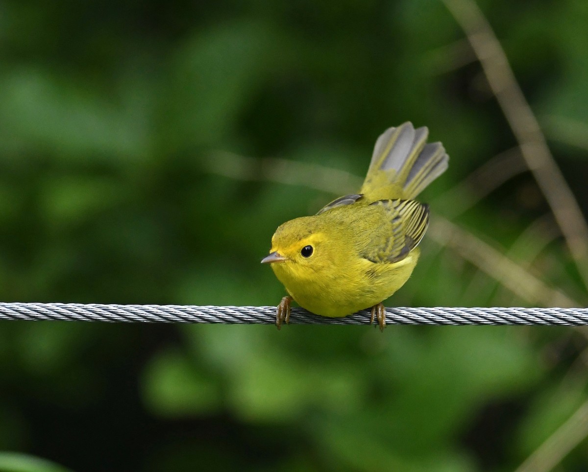 Wilson's Warbler - ML487453271