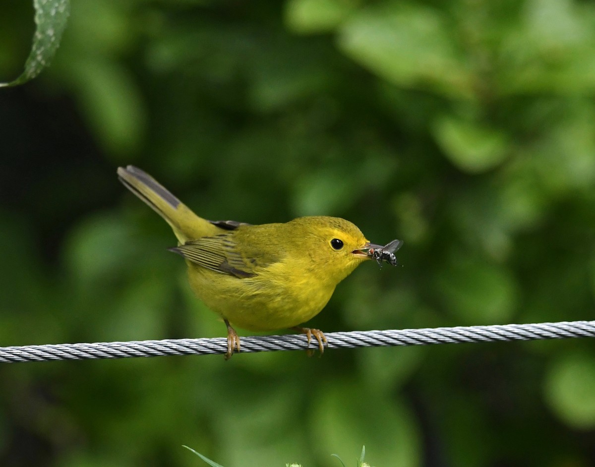Wilson's Warbler - ML487453281