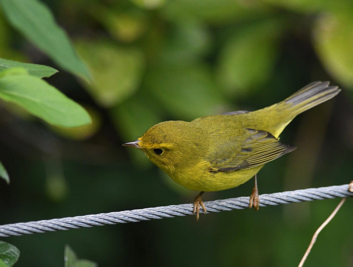 Wilson's Warbler - ML487453291