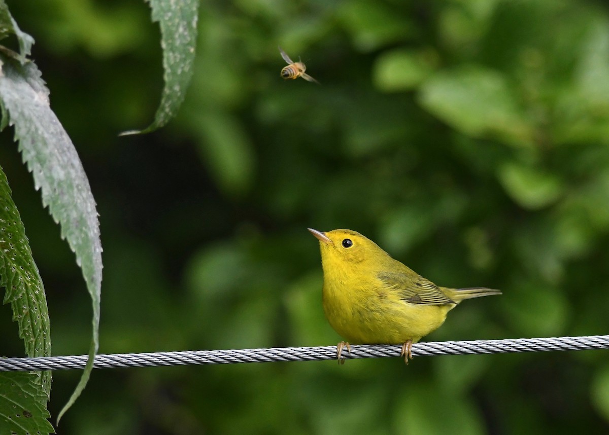Wilson's Warbler - ML487453301