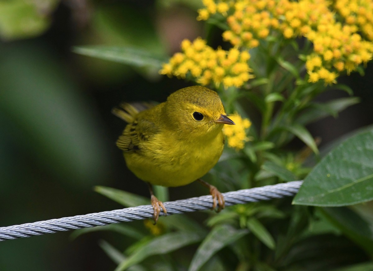 Wilson's Warbler - ML487453311