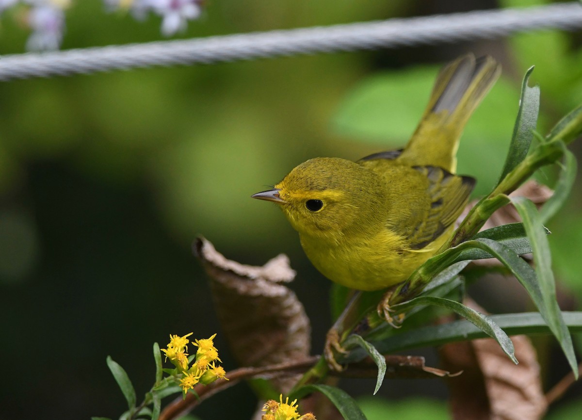 Wilson's Warbler - ML487453321