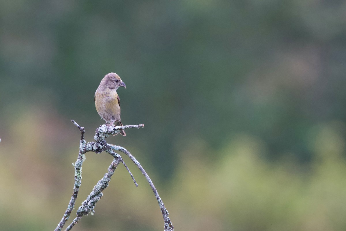 イスカ - ML487453521