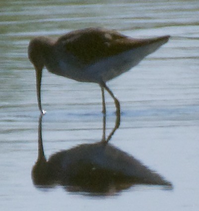 Stilt Sandpiper - ML487454061