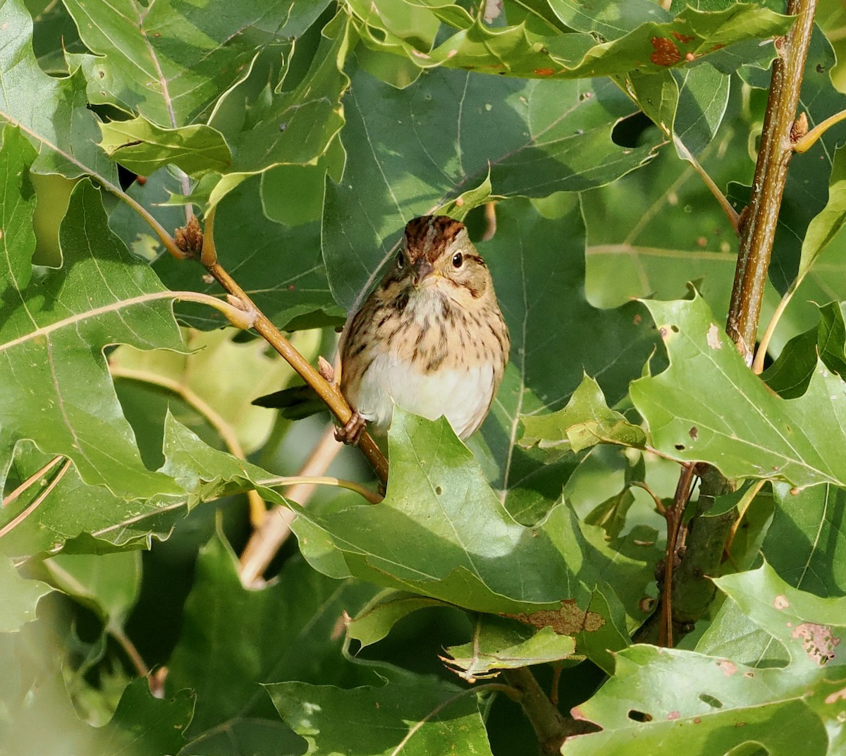 Lincoln's Sparrow - ML487454981