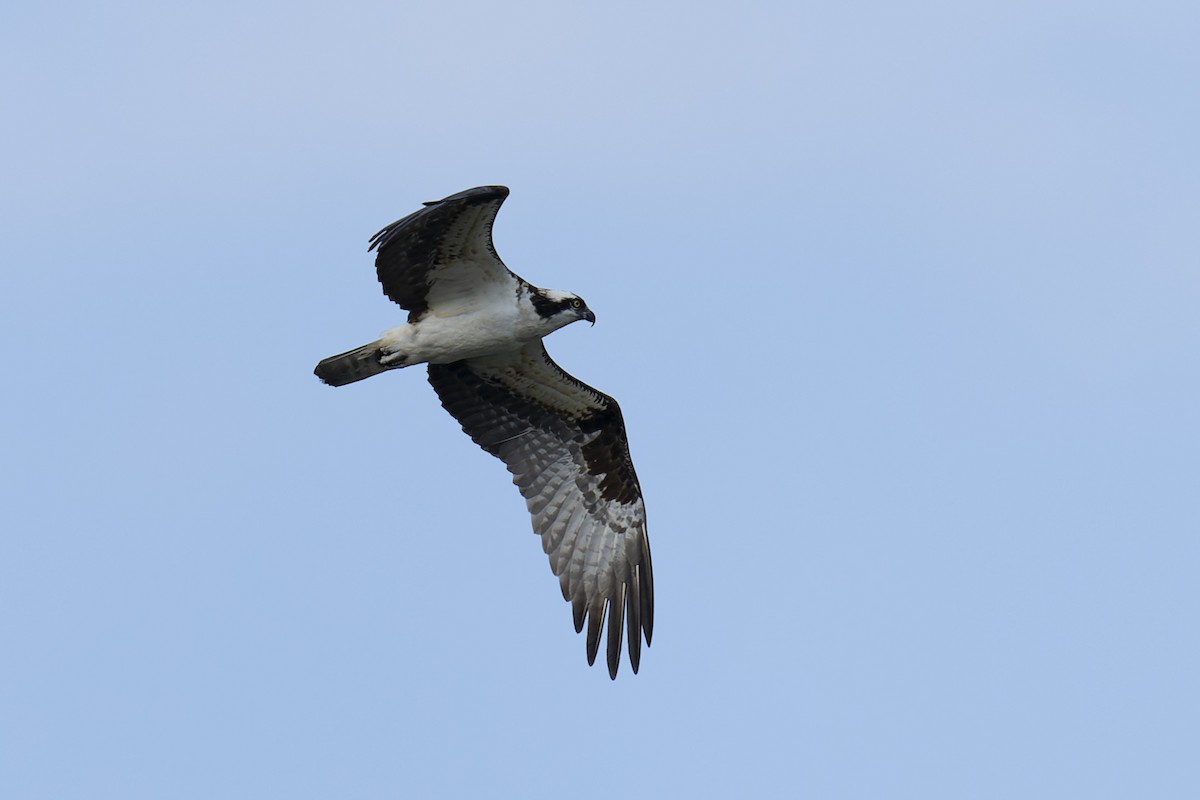 Osprey - Clark Duff