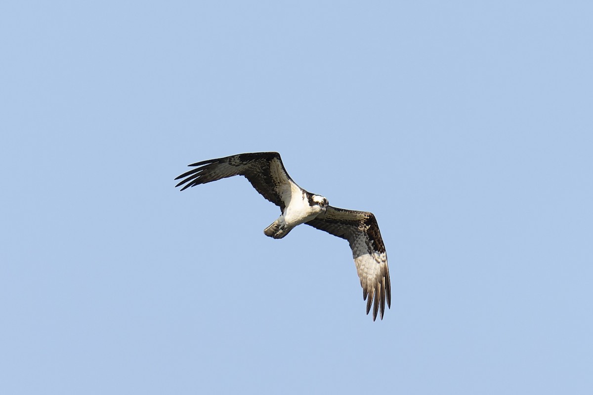 Balbuzard pêcheur - ML487456811