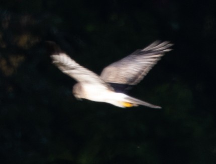Northern Harrier - ML487456961