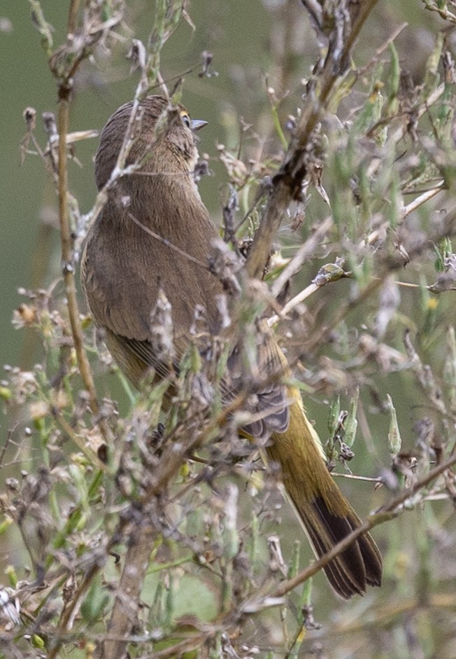 Palm Warbler - ML487457011