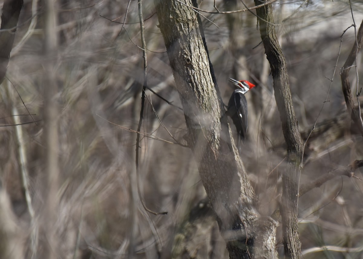 Pileated Woodpecker - ML48745741
