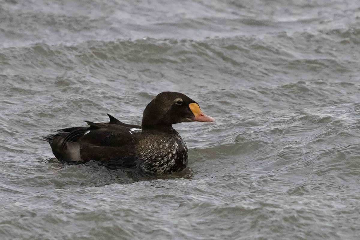 Eider à tête grise - ML487457611