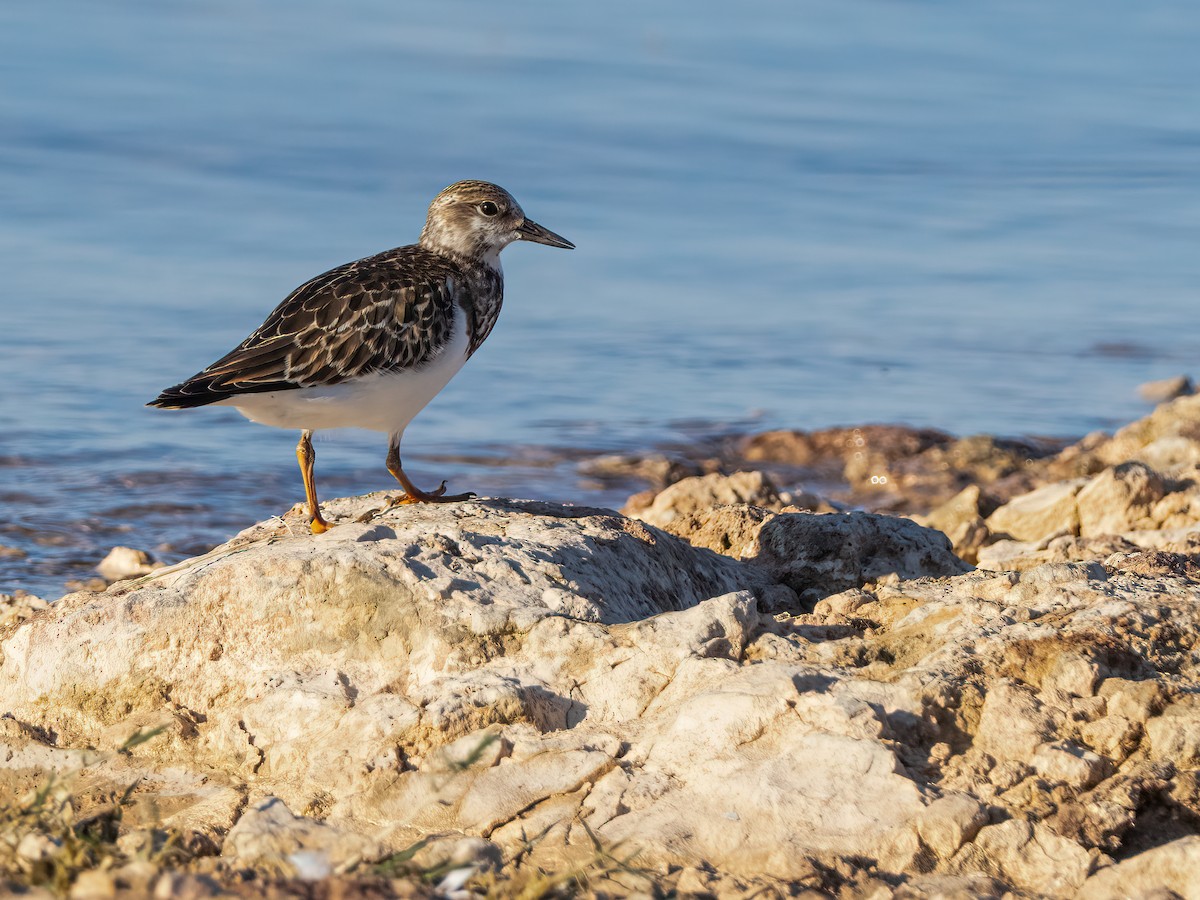 Ruddy Turnstone - ML487457691