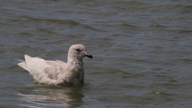 Iceland Gull - ML487458