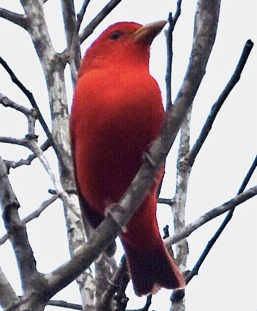 Summer Tanager - Jason C. Martin