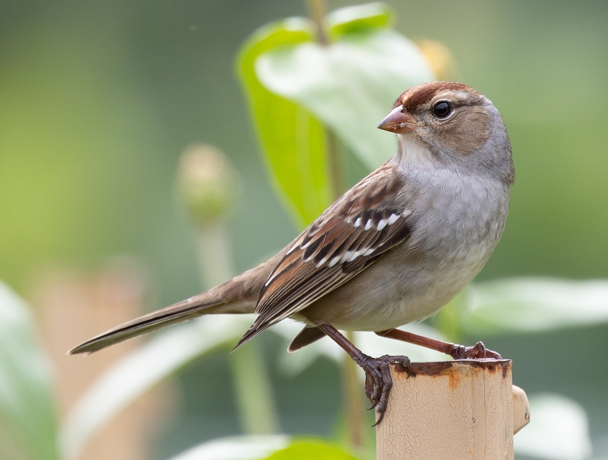 White-crowned Sparrow (Dark-lored) - ML487458081