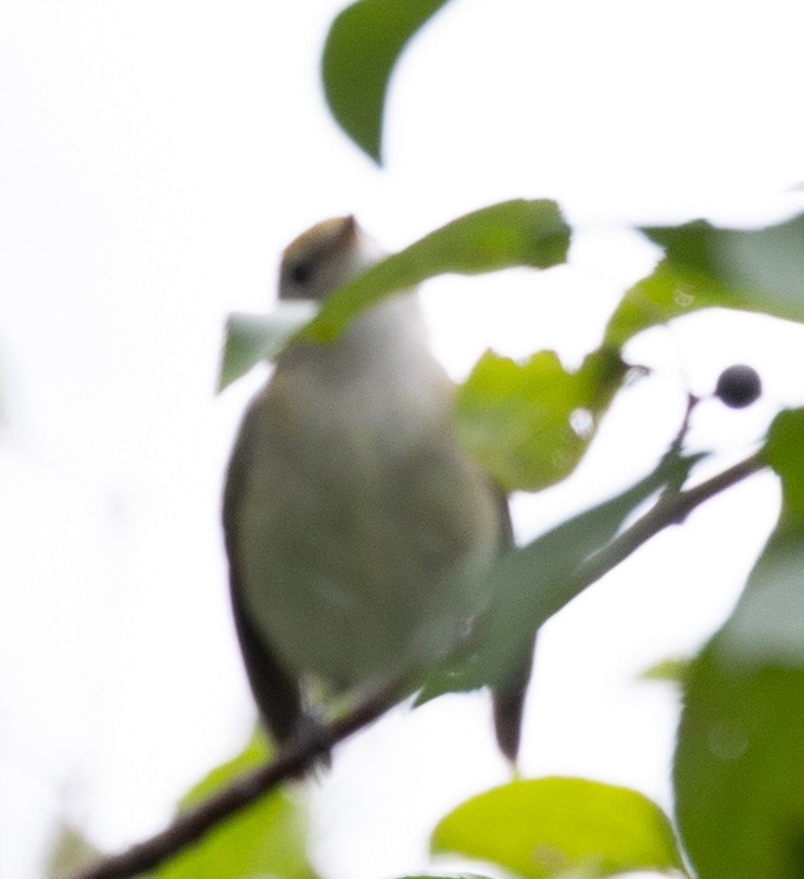 Chestnut-sided Warbler - ML487458181