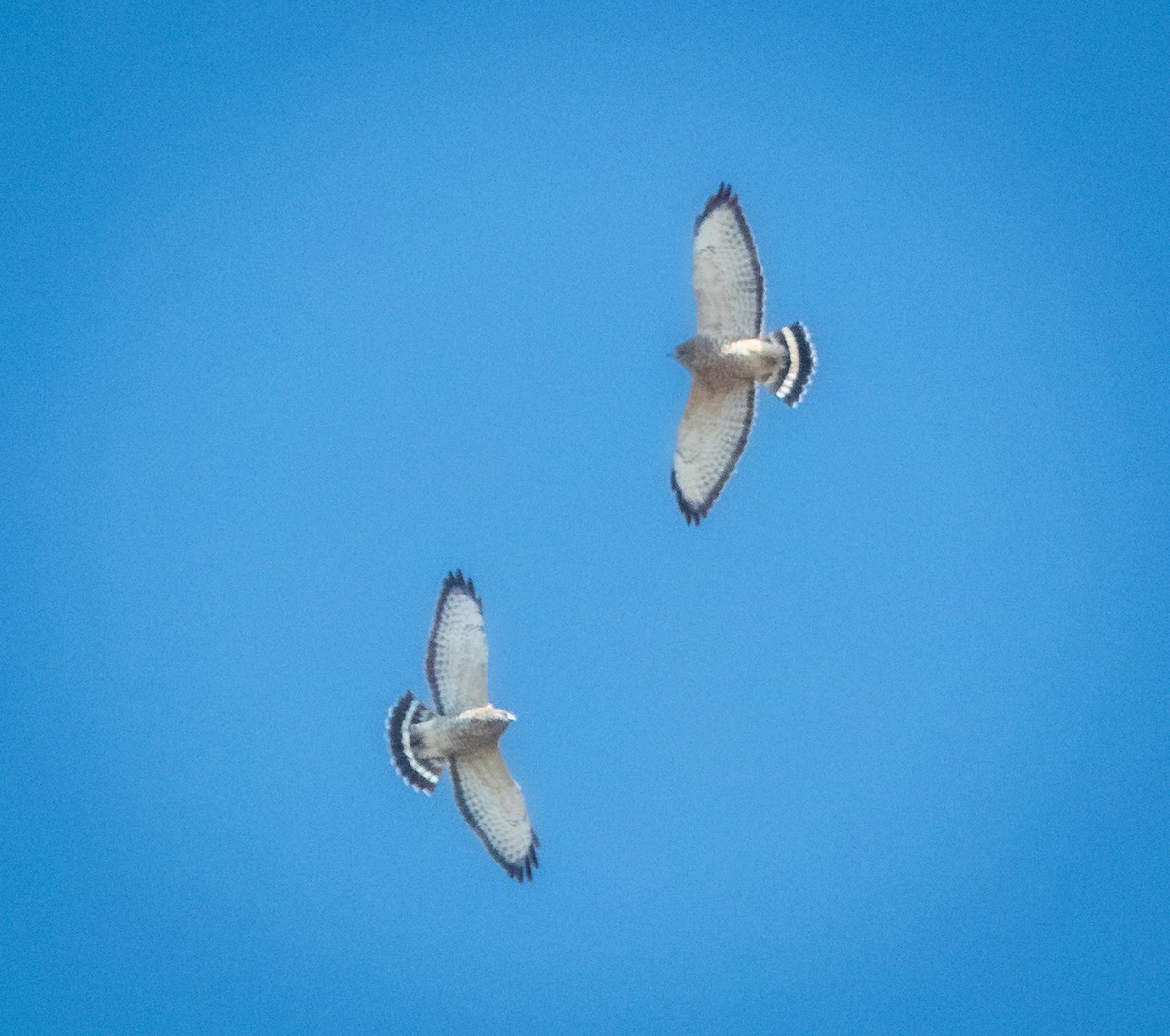 Broad-winged Hawk - ML487458831