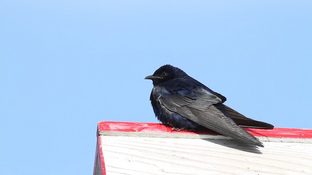 Purple Martin - ML487459