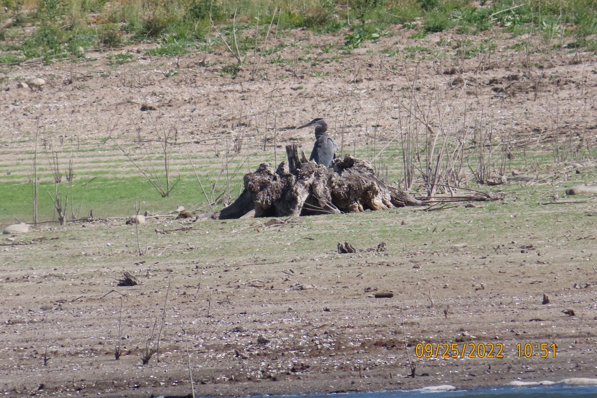 Great Blue Heron - Cachuma Lake