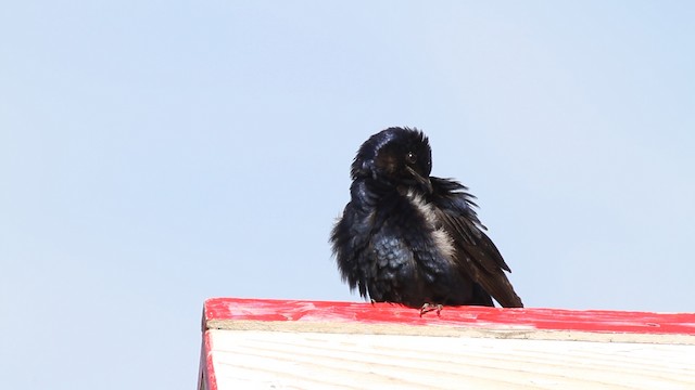 Purple Martin - ML487460