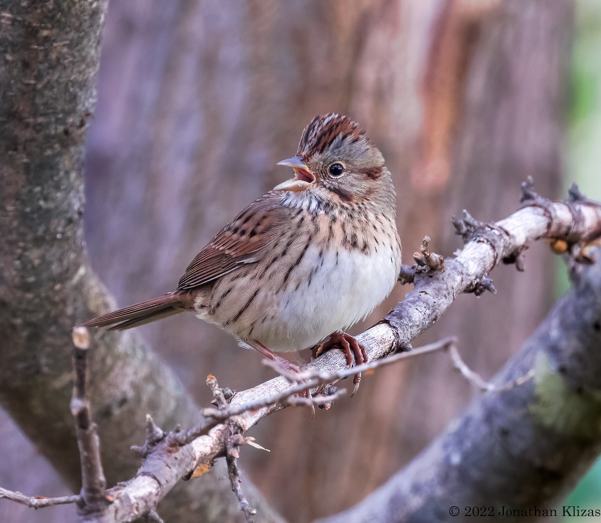 Lincoln's Sparrow - ML487460301