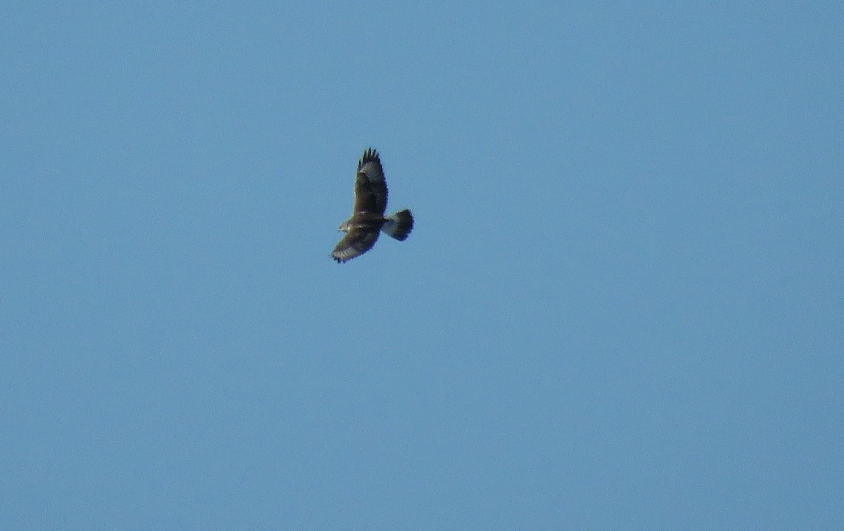 Ferruginous Hawk - Bryant Olsen