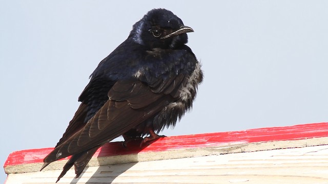 Purple Martin - ML487461