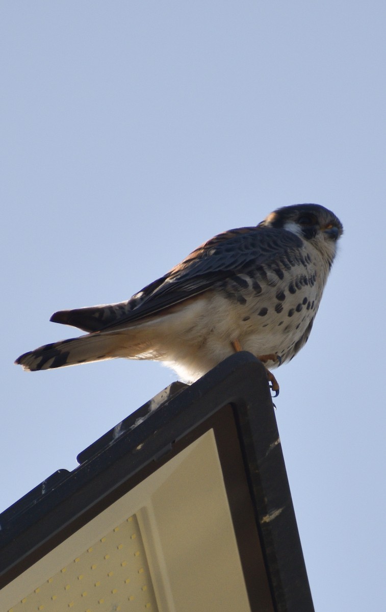 American Kestrel - ML487461561