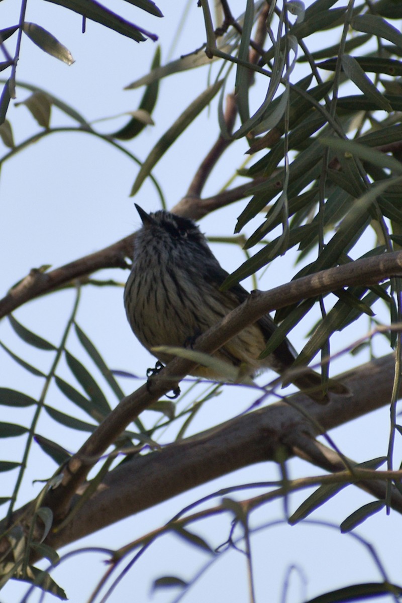 Tufted Tit-Tyrant - ML487461591