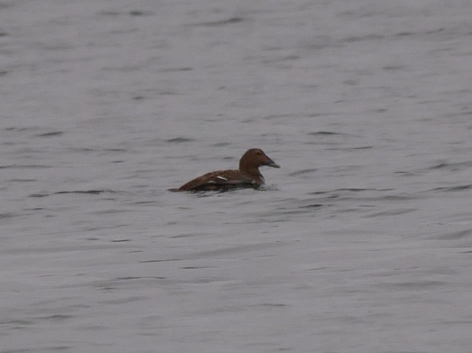 Common Eider - ML48746191