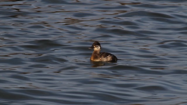 Ruddy Duck - ML487462