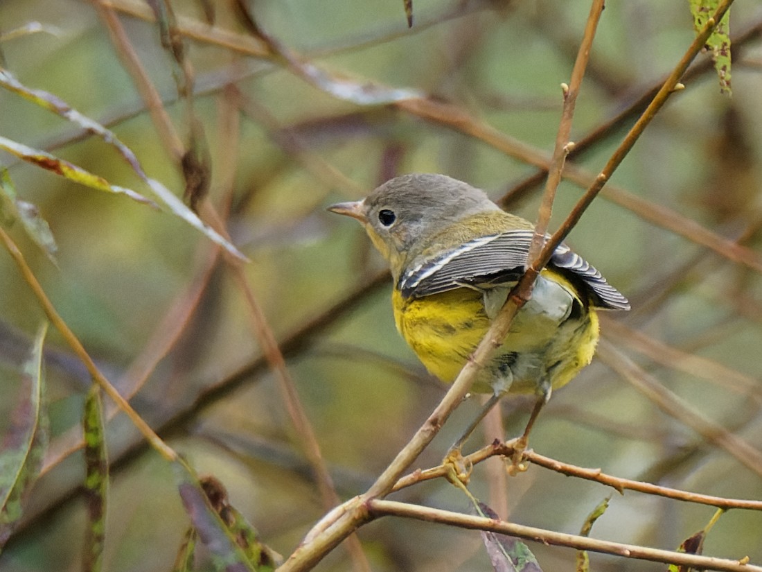 Magnolia Warbler - Terry Miller 🦅