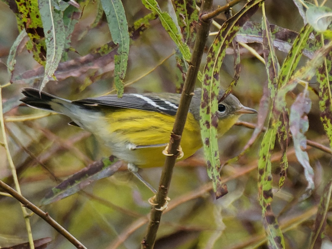 Magnolia Warbler - Terry Miller 🦅