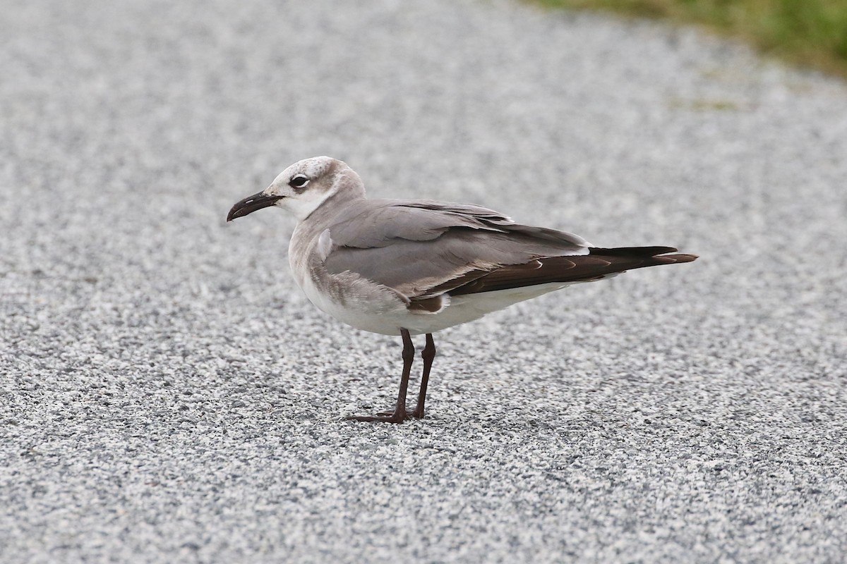 Mouette atricille - ML48746261