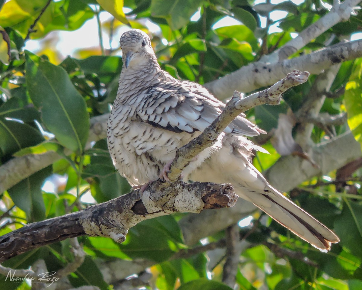 Scaled Dove - ML487462891